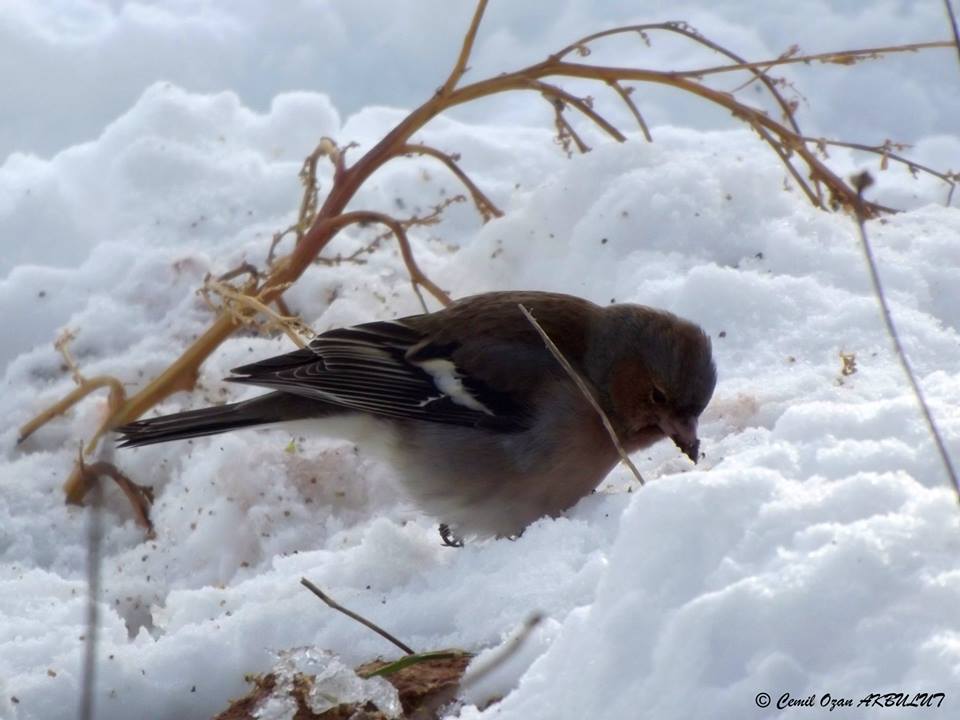 Eurasian Chaffinch