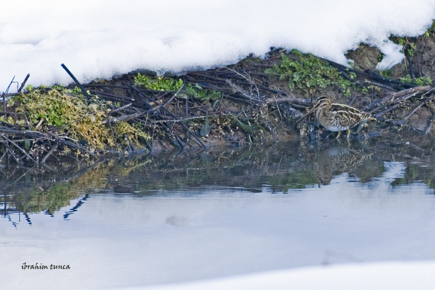 Common Snipe