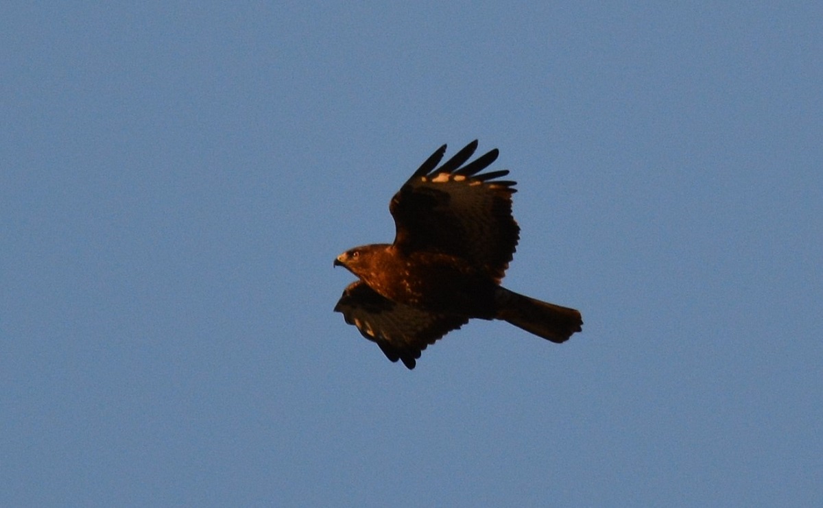 Common Buzzard