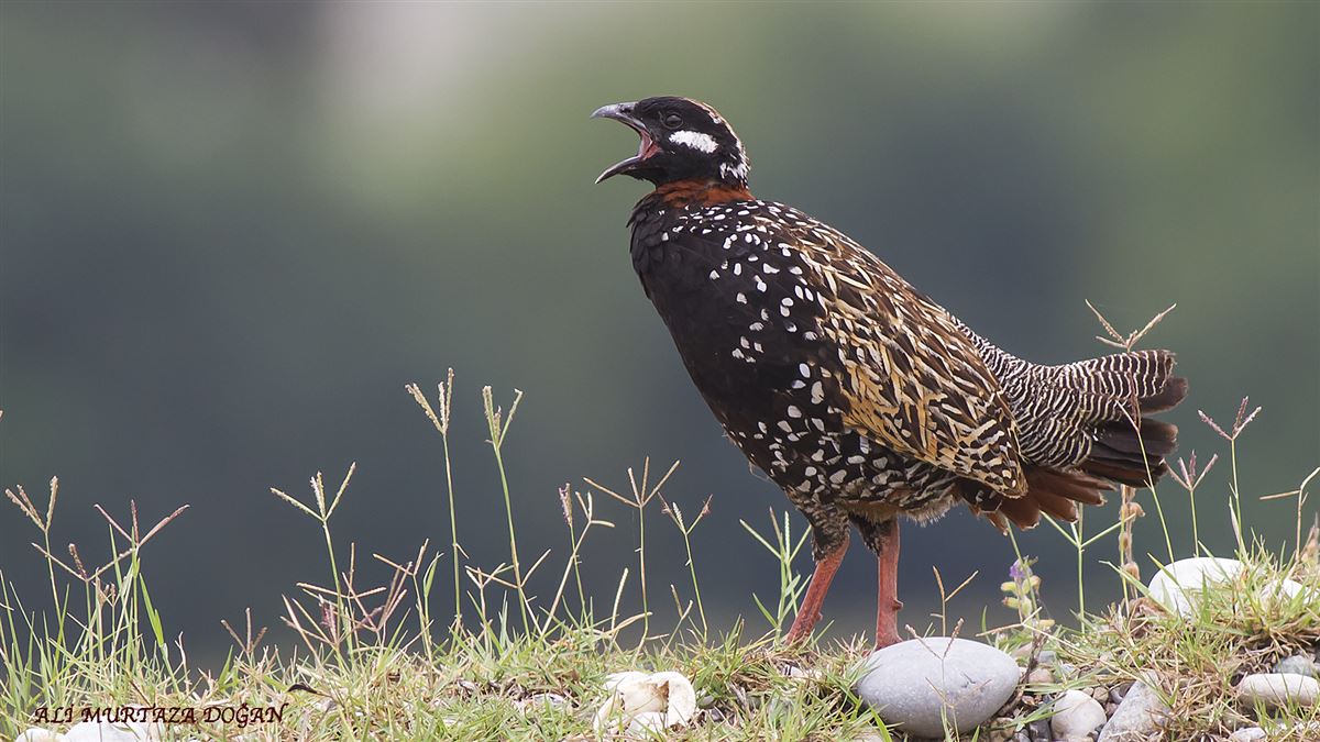Black Francolin