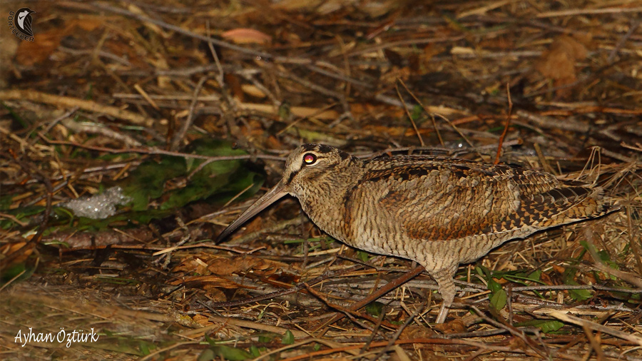 Eurasian Woodcock