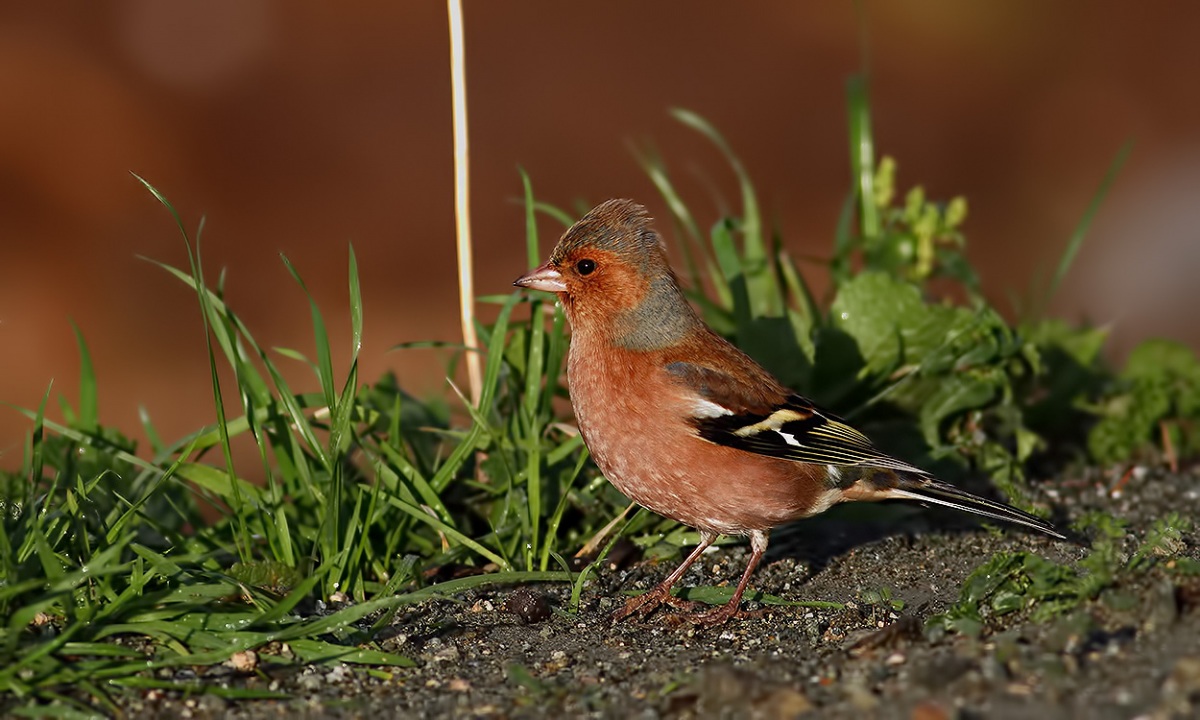Eurasian Chaffinch