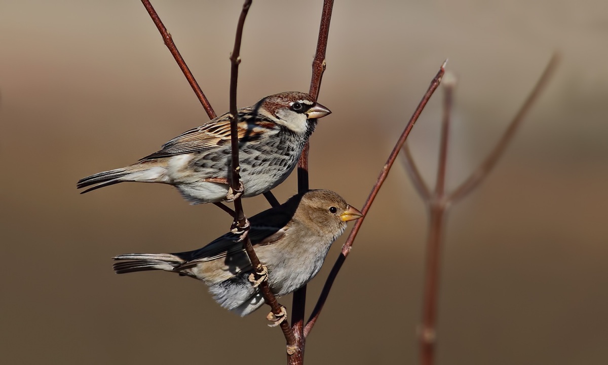 Spanish Sparrow