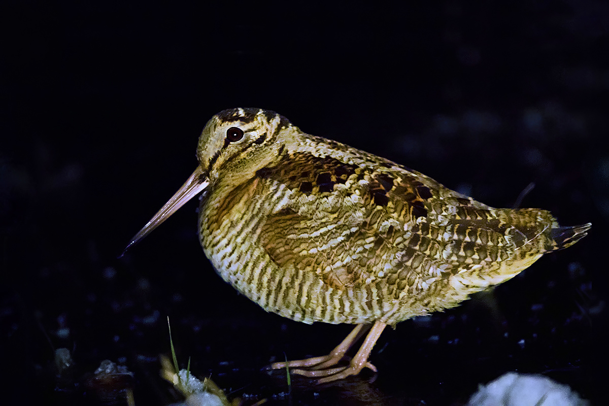 Eurasian Woodcock