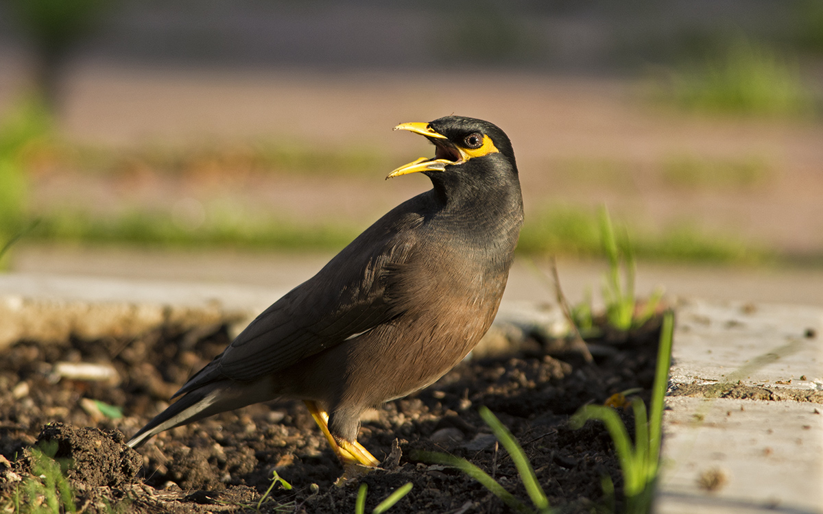 Common Myna