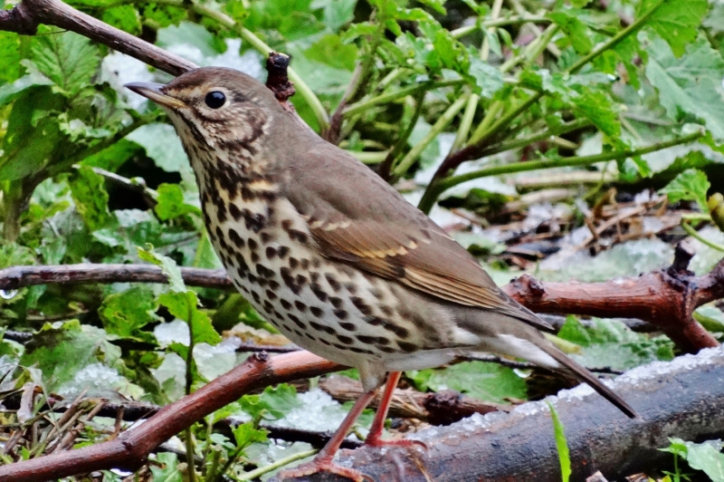 Song Thrush