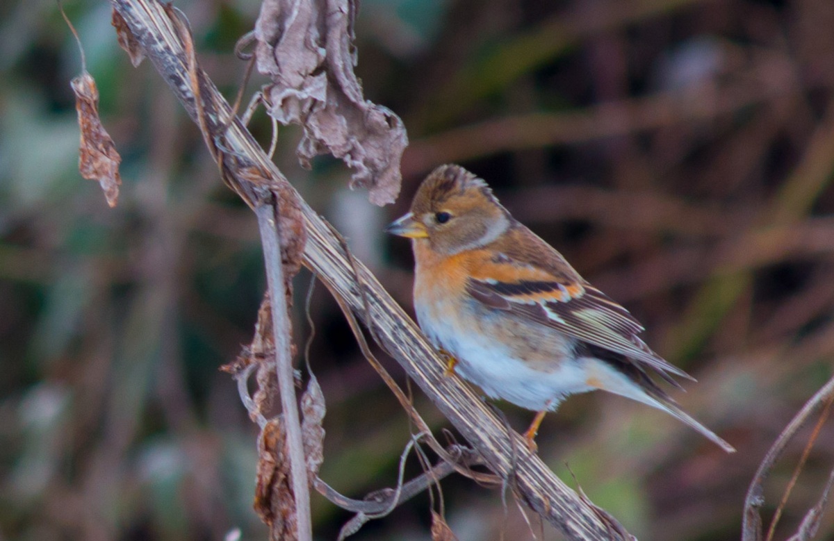 Brambling