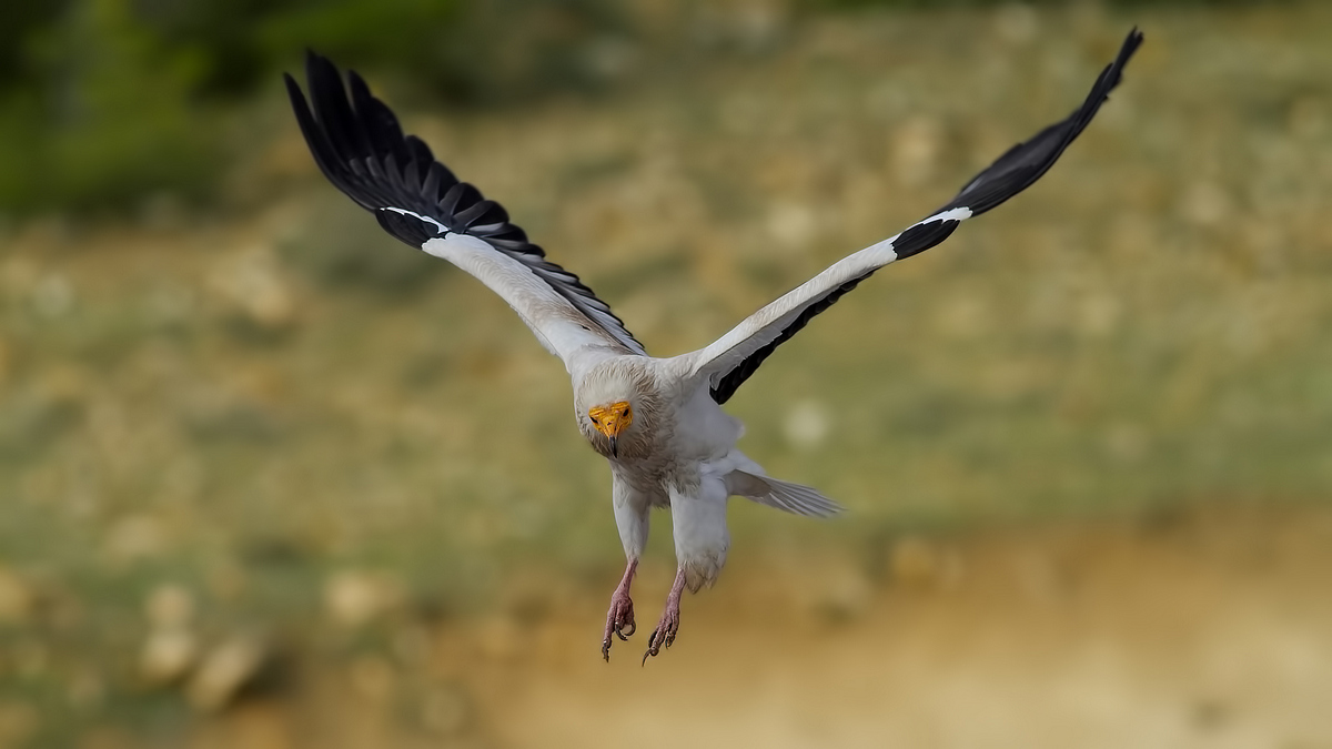 Egyptian Vulture