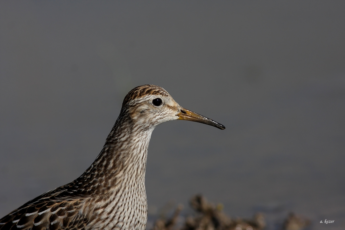 Pectoral Sandpiper