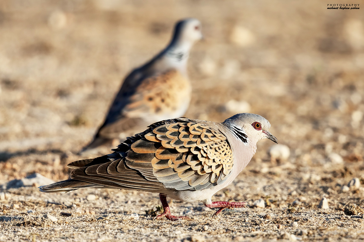European Turtle Dove