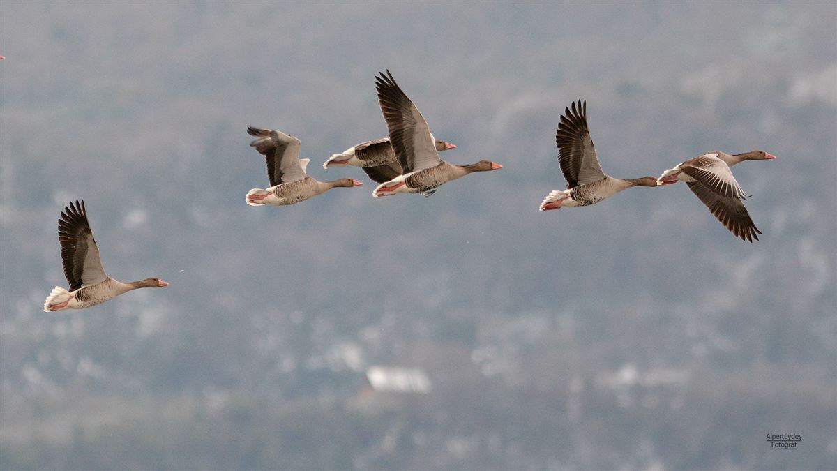 Greylag Goose