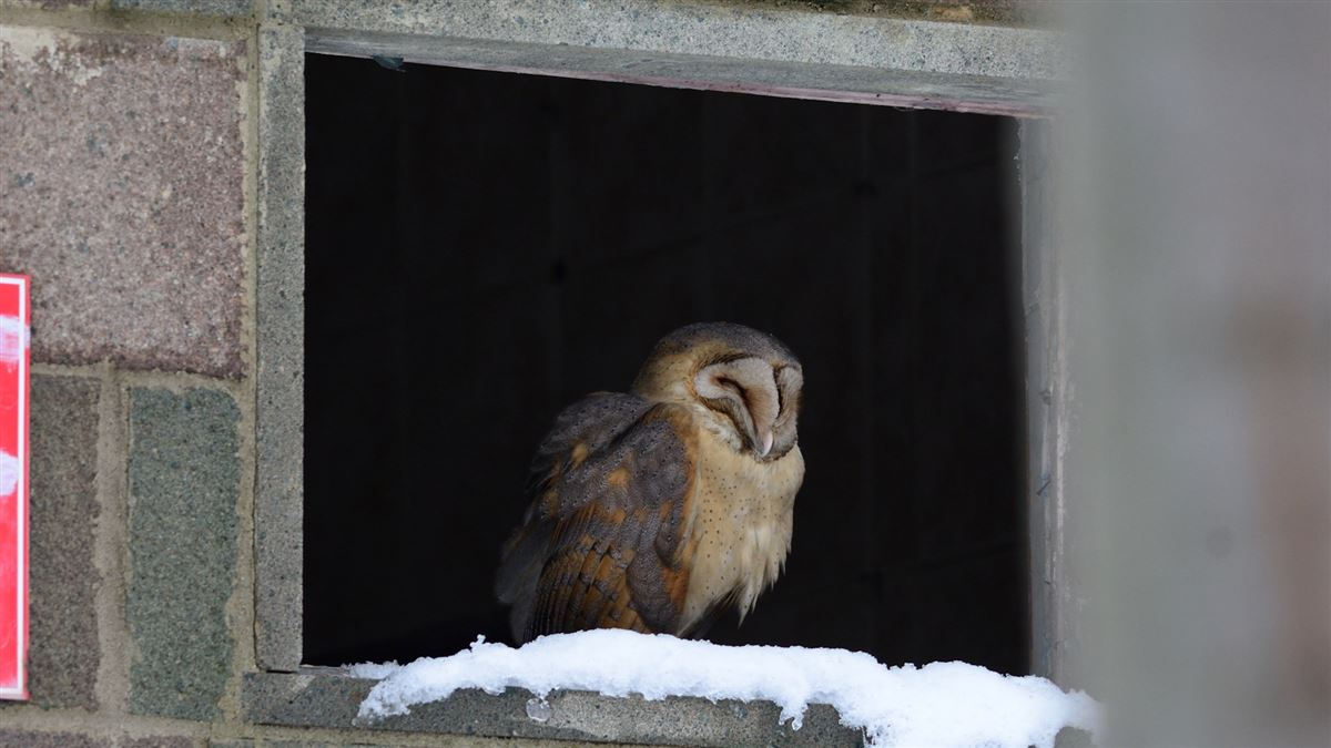 Western Barn Owl