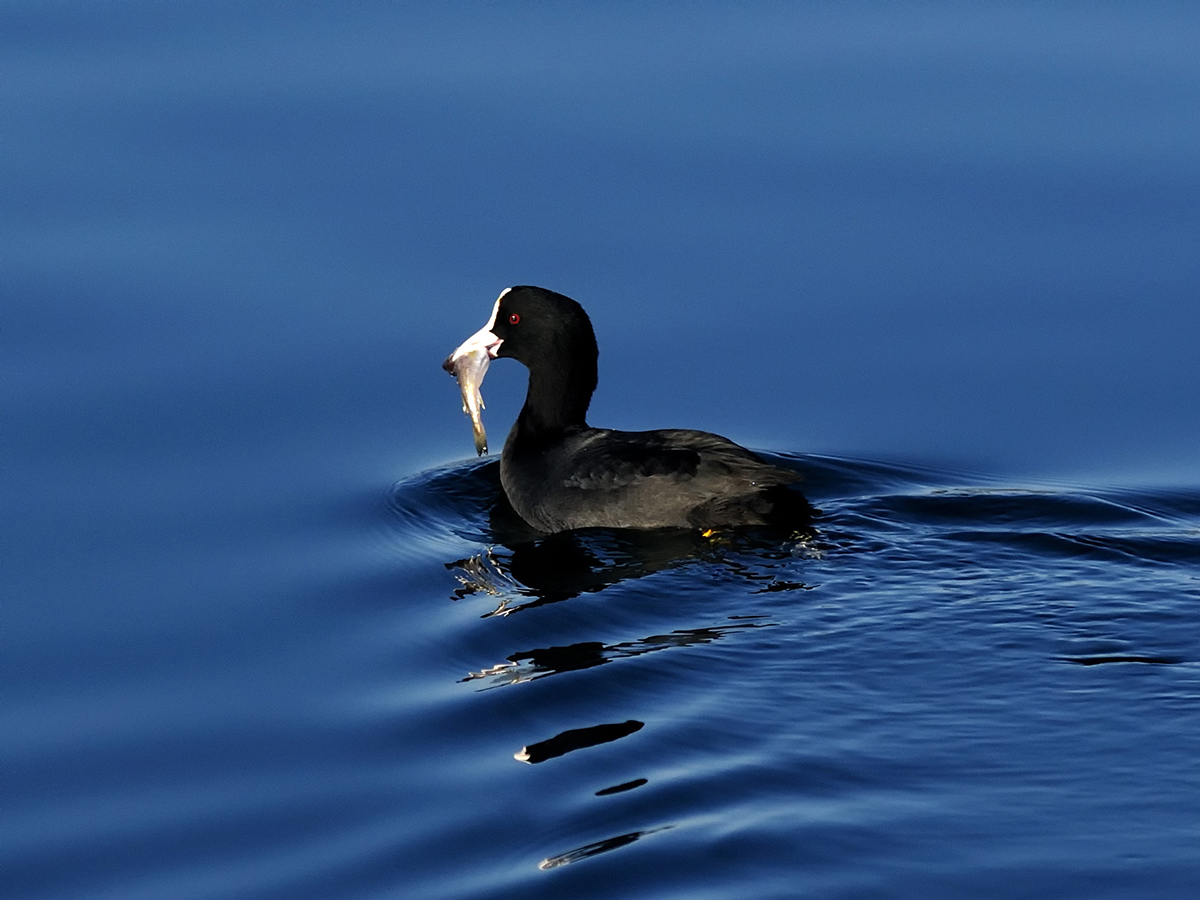 Eurasian Coot