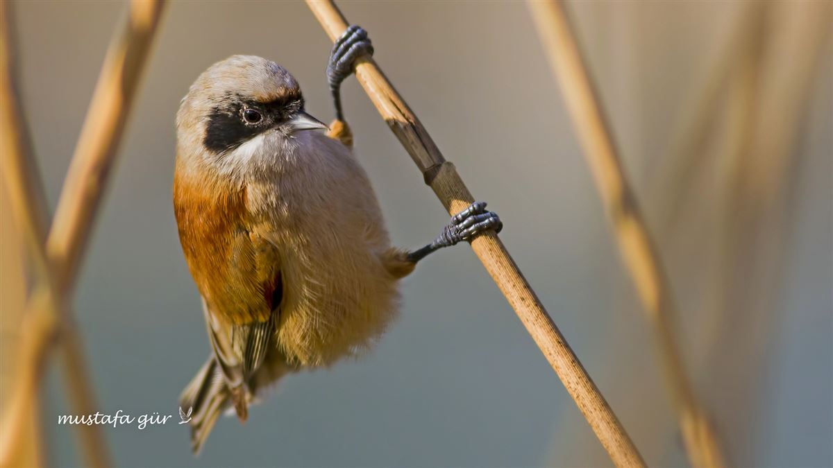 Eurasian Penduline Tit