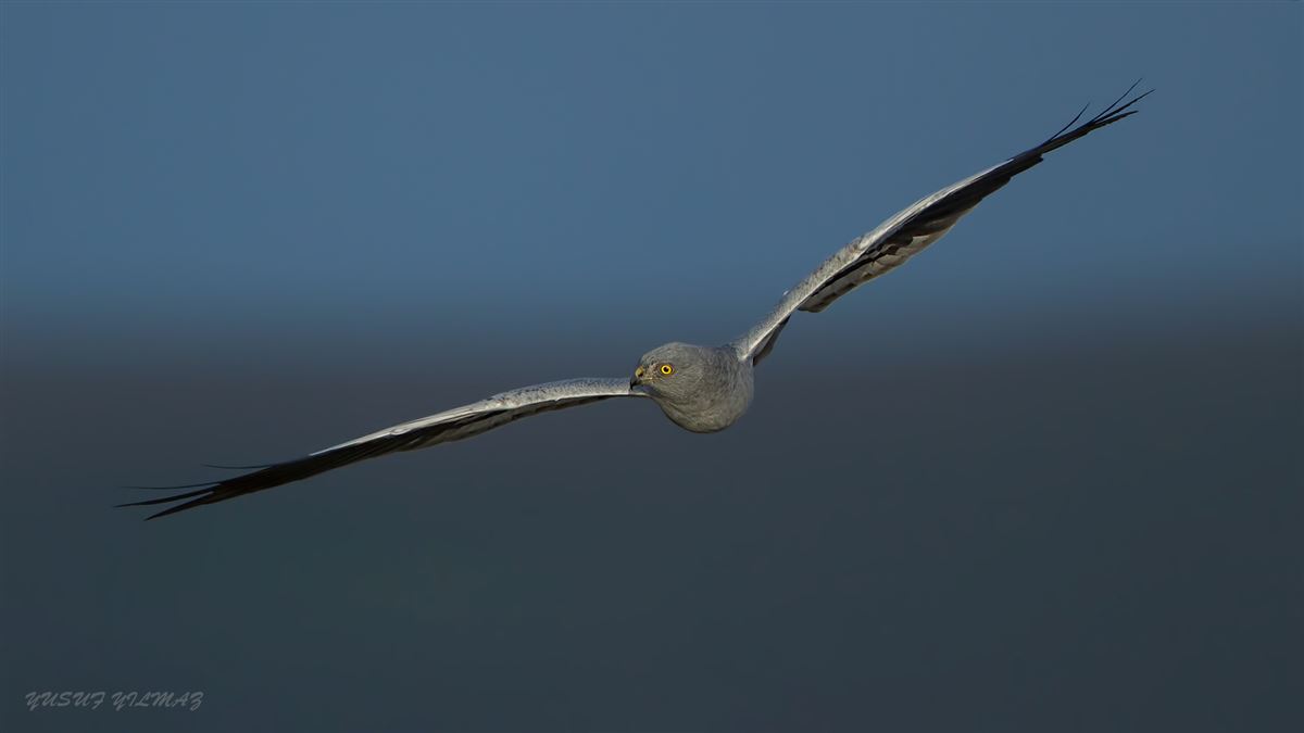 Montagu`s Harrier