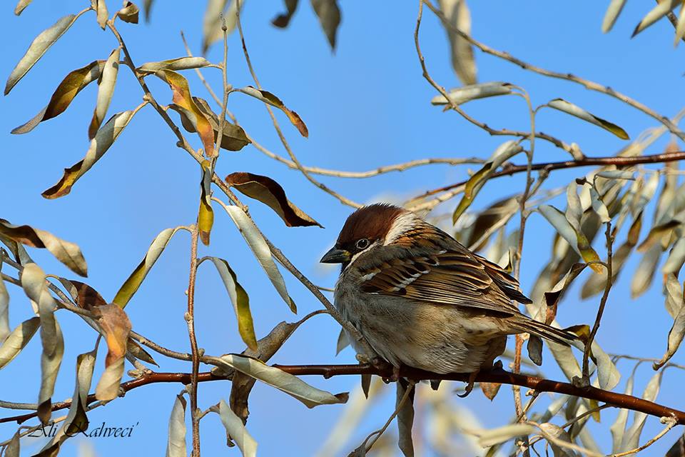 Eurasian Tree Sparrow