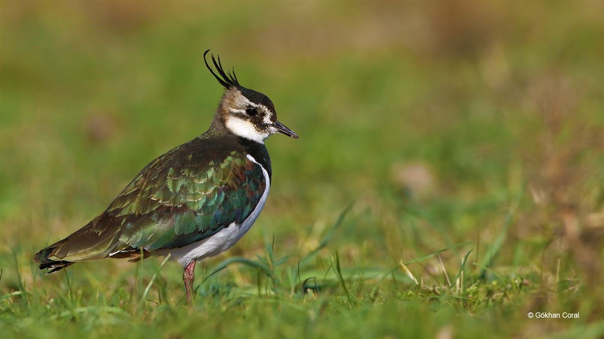 Northern Lapwing