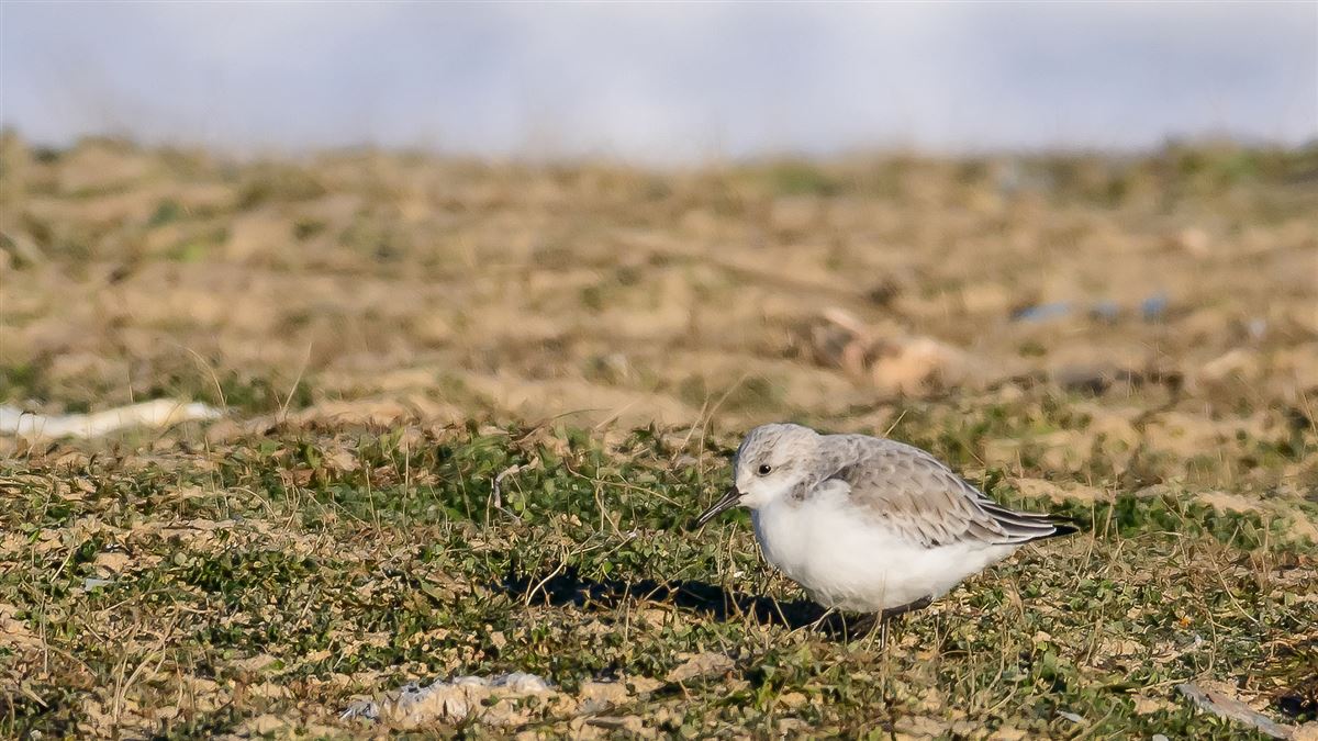 Sanderling