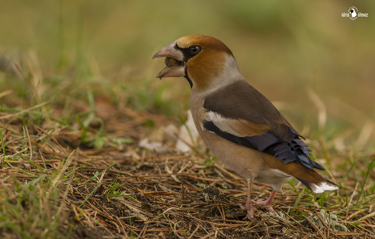 Hawfinch
