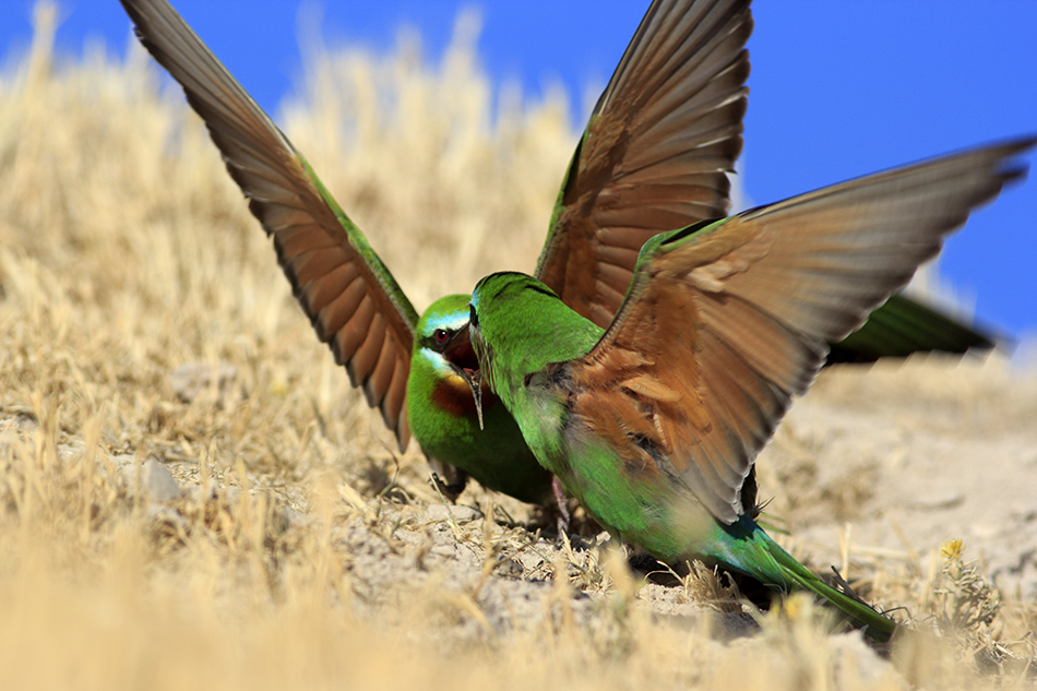 Blue-cheeked Bee-eater