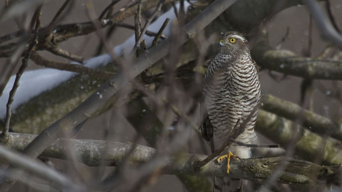 Eurasian Sparrowhawk