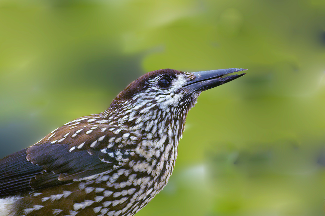 Northern Nutcracker