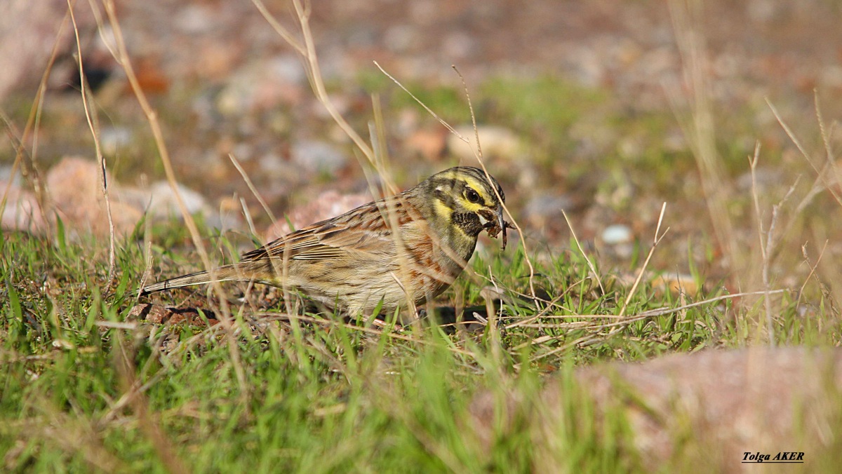 Cirl Bunting