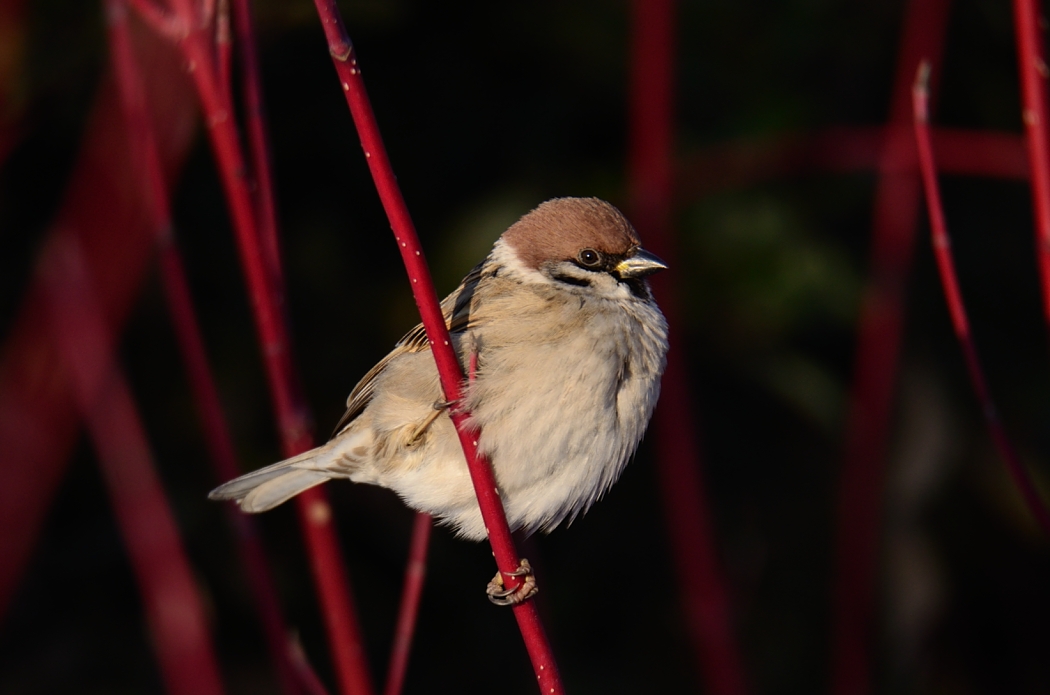 Eurasian Tree Sparrow