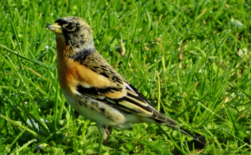 Brambling