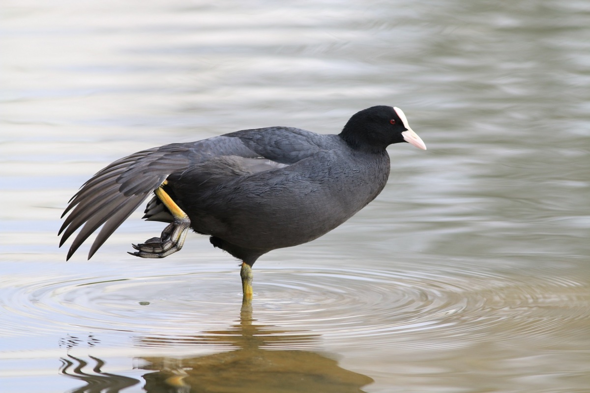 Eurasian Coot