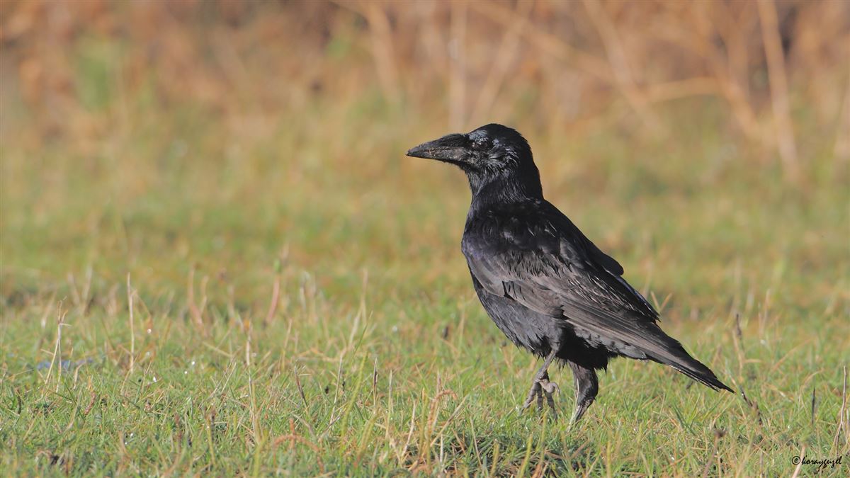Rook