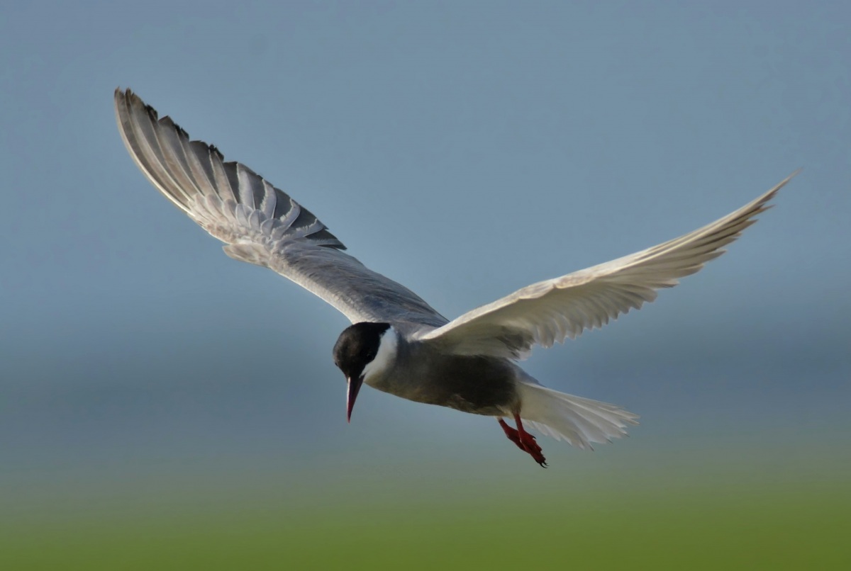 Whiskered Tern