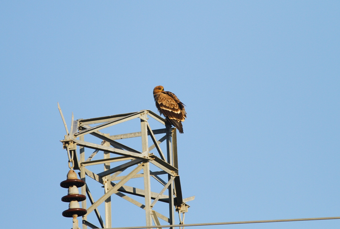 Steppe Eagle