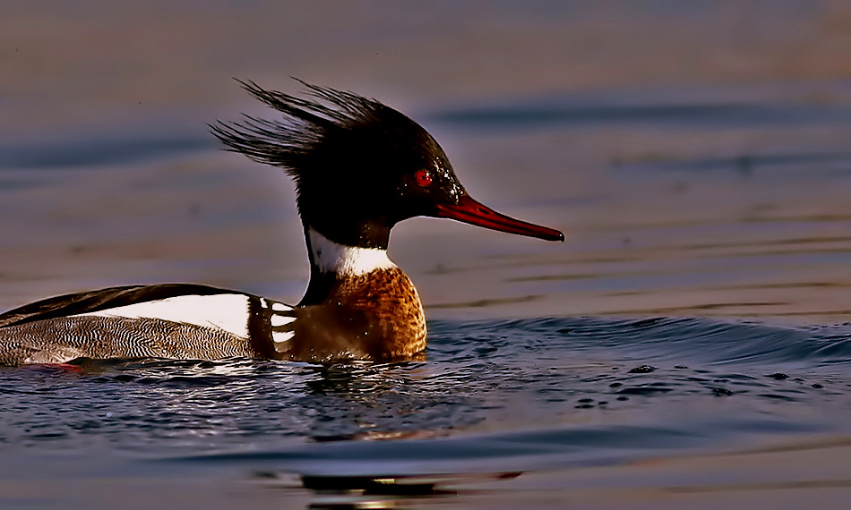 Red-breasted Merganser