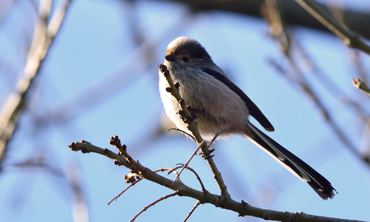 Long-tailed Tit