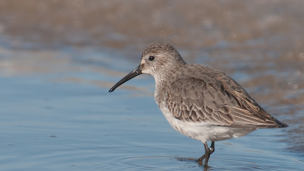 Dunlin