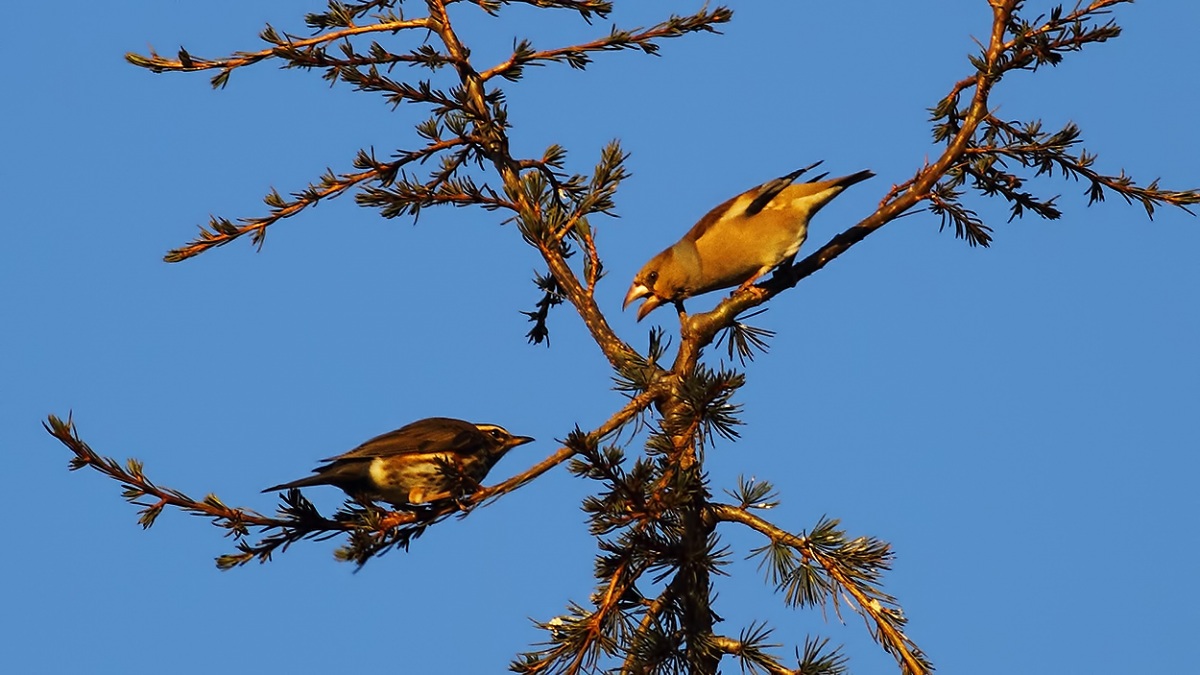 Redwing