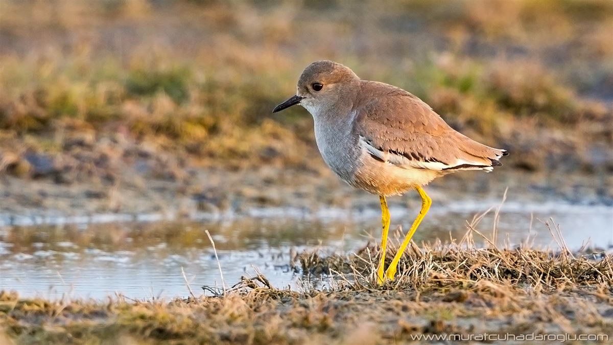 White-tailed Lapwing