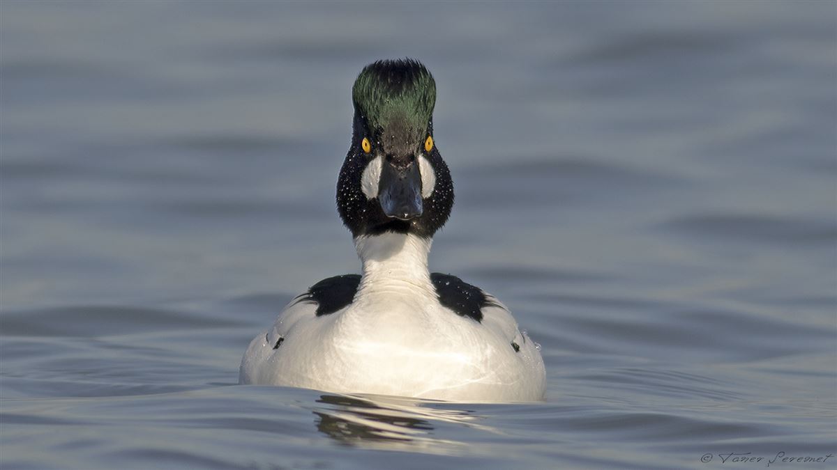 Common Goldeneye