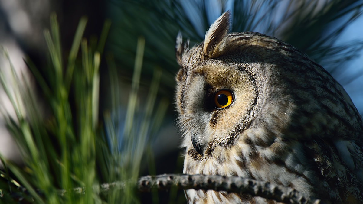 Long-eared Owl