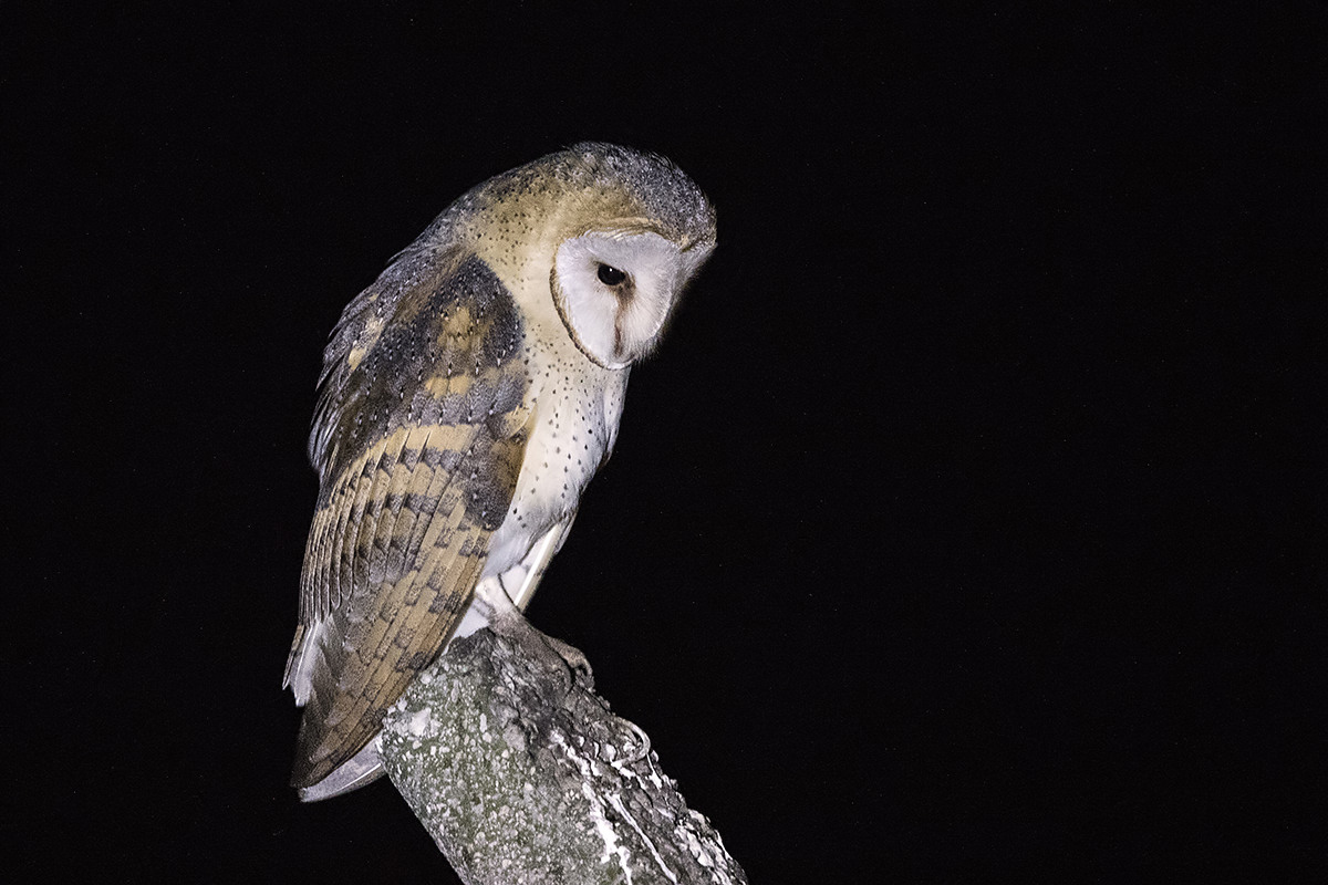 Western Barn Owl