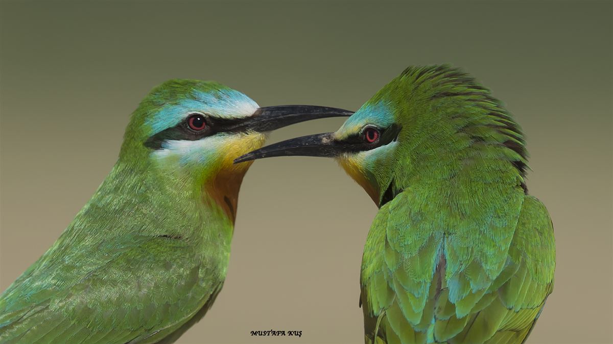 Blue-cheeked Bee-eater