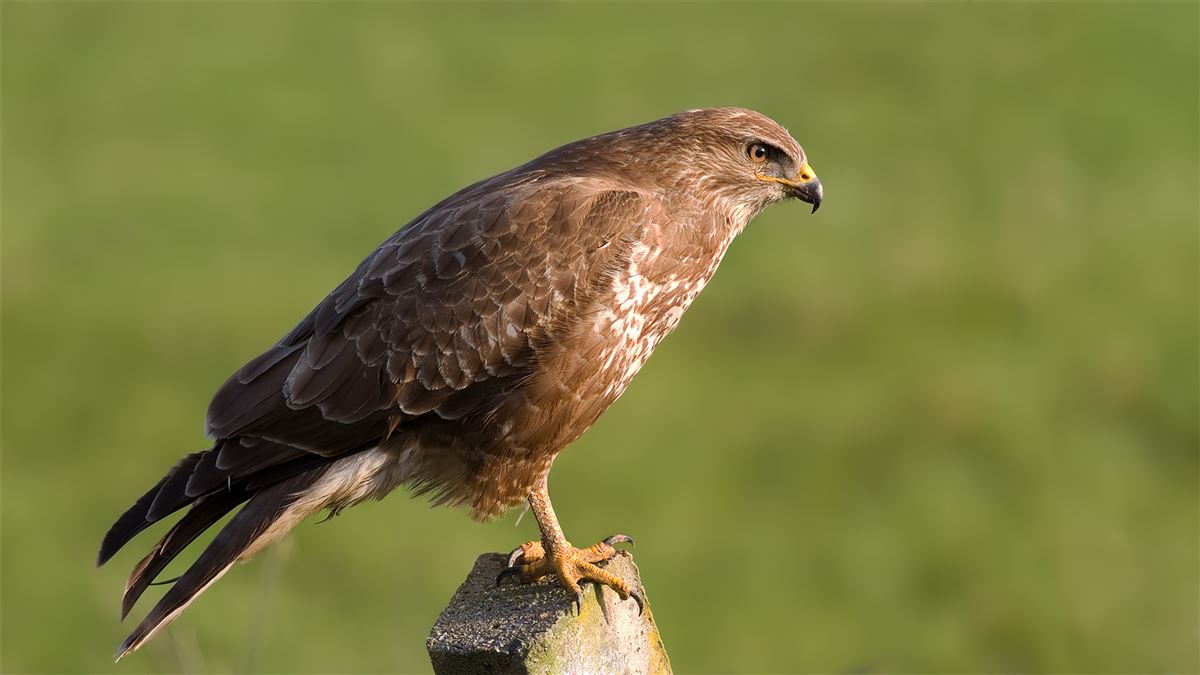 Common Buzzard