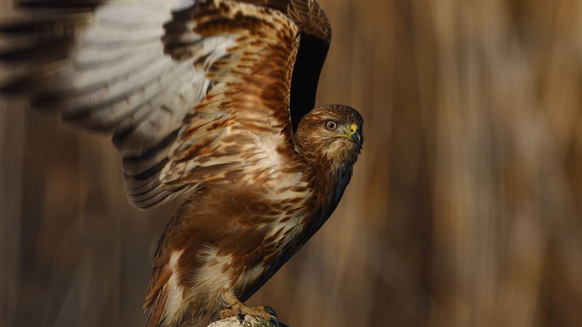 Common Buzzard
