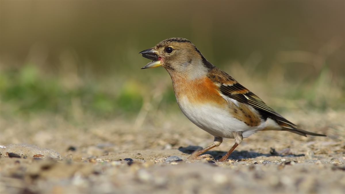 Brambling