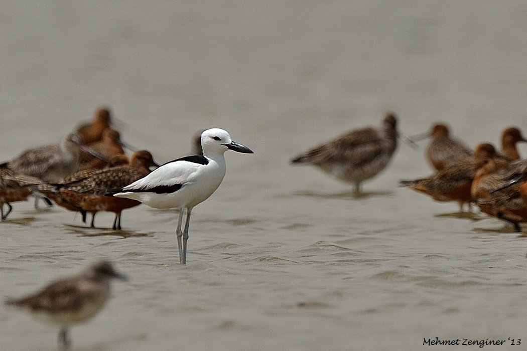 Crab-plover