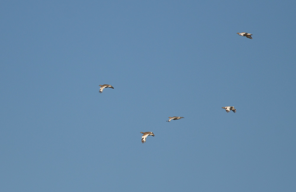 Little Bustard