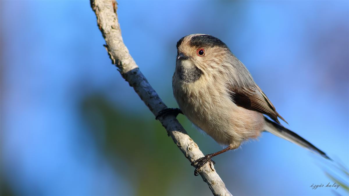Long-tailed Tit