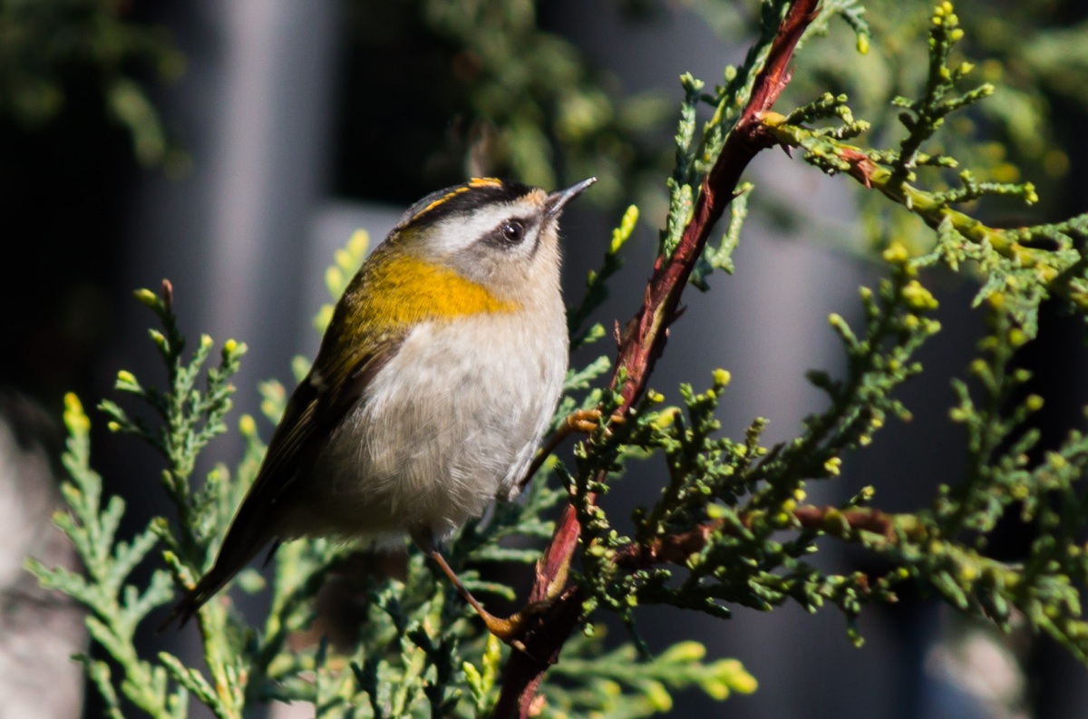 Common Firecrest