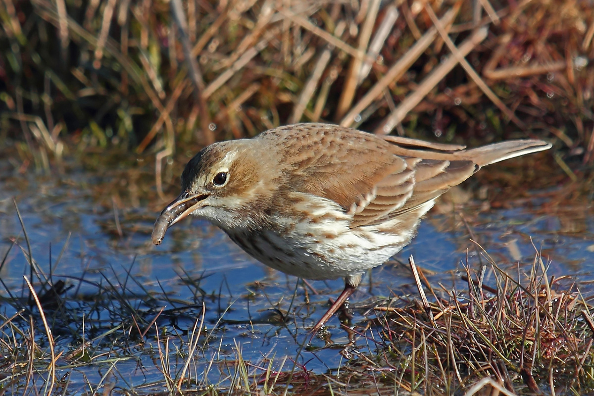 Water Pipit